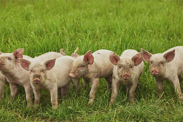 企業年度經營計劃管理分析：養殖戶養一頭豬虧36元